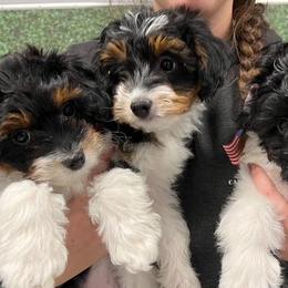 Aussiedoodles from Lollipups Mini Aussiedoodles