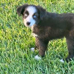 Phoebe - Black & white female Miniature Australian Shepherd puppy in California from Eagle River Aussies