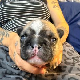 Fawn, sable white stripe - Fawn male French Bulldog puppy in Spanaway, Washington from Frog Faced Frenchies