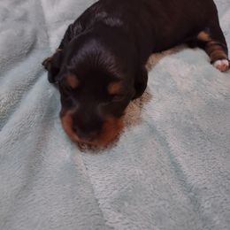 Dachshund Puppies from Marnette's Dachshunds
