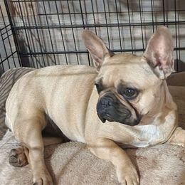 Chili - French Bulldog