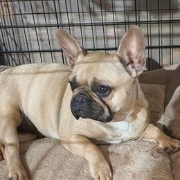 Chili - French Bulldog