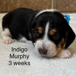 Indigo - Black white and tan male Beagle puppy in Rogersville, Missouri from Hales Little Beagle Haven