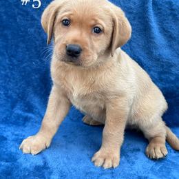 Fifth male - Yellow male Labrador Retriever puppy in Antwerp, Ohio from Clark’s Loyal Labradors