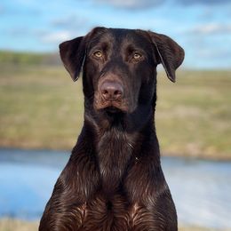 Jetty - Labrador Retriever