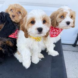 Robin - Blenheim female Cavapoo puppy in Wamego, Kansas from Doodles of Oz