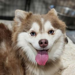Gunner - Pomsky