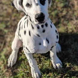 Dalmatian and Labrador Retriever Puppies from CountrySide Dalmatians & Locks of Love Labradors