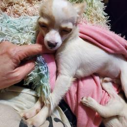 Boy 1 - Fawn and white male Chihuahua puppy in Oklahoma City, Oklahoma from Teacup Chihuahuas and Friends
