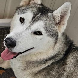 Sugar - Siberian Husky