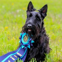 Obee - Scottish Terrier