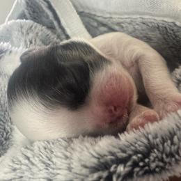 Kai - Tricolor male Shih Tzu puppy in Avondale, Arizona from Riley Family Shih Tzus