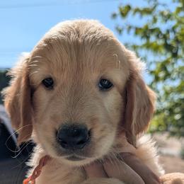 Mr. Orange - Golden male Golden Retriever puppy in Yucaipa, California from Golden Kennel Breeders