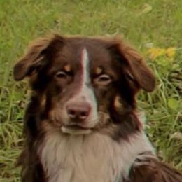 Cooper - Australian Shepherd