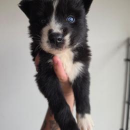 Girl 2 - Black and white female Siberian Husky puppy in Buckeye, Arizona from Anime Huskies
