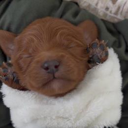 Chance - Red male Cavapoo puppy in Queen Creek, Arizona from Sunny Doodles