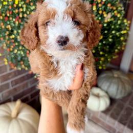 Dolly - Red  female Goldendoodle puppy in Ozark, Missouri from Halo Doodles