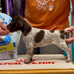 Ariel - Liver and white female German Shorthaired Pointer puppy in North Branch, Minnesota from Chrishelle Farm