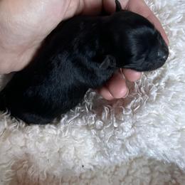 Chanel - Black female Pomeranian puppy in Childersburg, Alabama from A Sample Of Gods Love Kennels