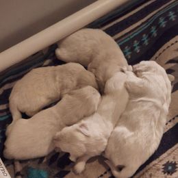 Jessie's girl - Light golden female Golden Retriever puppy in Chelan County, Washington from Sunhill English Goldens