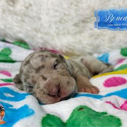 Benedict - Lilac Merle Tanpoint - Merle male Great Dane puppy in Morton, Illinois from That Gurl K9s