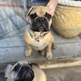 Winnie - Fawn female French Bulldog puppy in Dubois, Idaho from White Hippo Frenchies