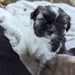 Shih Tzu Puppies from We Shih Tzu Not!