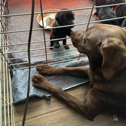 Labrador Retriever Puppies from Okiehuntinboyz Labrador Retrievers