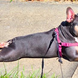 French Bulldogs from MarvelousFrenchies