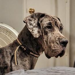 Harley - Merle female Great Dane puppy in Gonzales, Louisiana from Anstatt House Of Danes