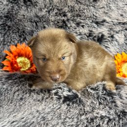 Tony Lama - Red and white male Siberian Husky puppy in Folsom, Louisiana from Geaux Fluffy