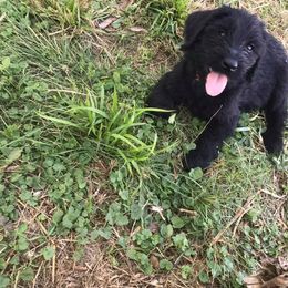 Giant Schnauzer Puppies from Seven Bends Giants