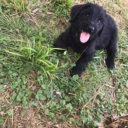 Giant Schnauzer Puppies from Seven Bends Giants