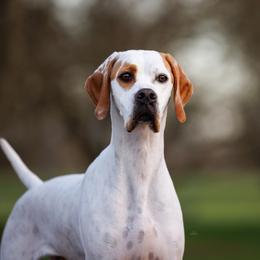 Lita - Pointer