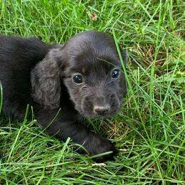 Boy 2 - Black male Dachshund puppy in Vinton, Iowa from Lerch Family Dachshunds