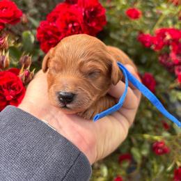 Eric - Apricot male Cavapoo puppy in Jackson, California from Disney Doodles