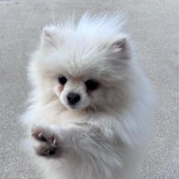 Cashmere - White male Pomeranian puppy in Fayetteville, North Carolina from Tar-heel Poms