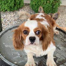Lori - Cavapoo