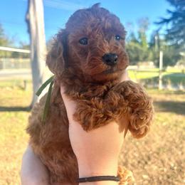 Shaggy (Green) - Apricot male Poodle puppy in Calimesa, California from Teakwood Poodles of SoCal