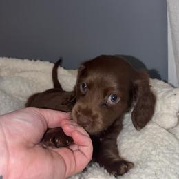 Joey (ready this weekend) - Chocolate male Dachshund puppy in Dinwiddie, Virginia from White Oak Kennels