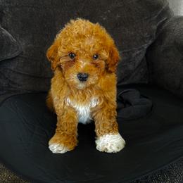 Pekingese, Poodle, and Shih Tzu Puppies from Happy puppies