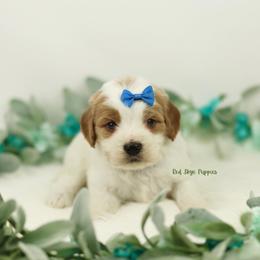 Saffron (Blue Collar Boy) - Blenheim male Cavapoo puppy in Republic, Missouri from Red Skye Puppies