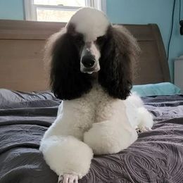Piper - Poodle