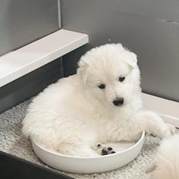 Berger Blanc Suisse Puppies from Moonlight Berger Blanc Suisses
