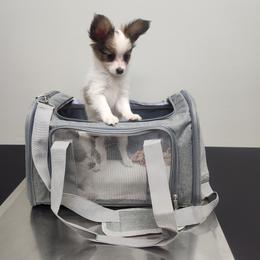 Athos  Boy 1 - Fawn and white male Papillon puppy in Bon Aqua, Tennessee from Rene's Papillon