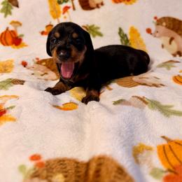 Monarch - Wild  boar and tan female Dachshund puppy in Nampa, Idaho from 208 Wiener Wiggle Butts LLC