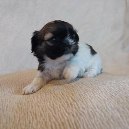 Olly - Black and white male Shih Tzu puppy in Shunk, Pennsylvania from Shaggy Shih Tzu