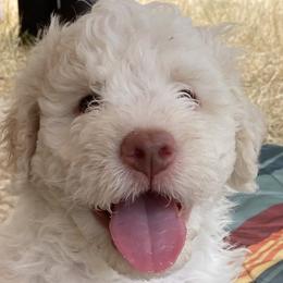 Cirocco “Rocco” - Off-white Lagotto Romagnolo puppy in Silverton, Oregon from Briarwood Lagotto Romagnolos