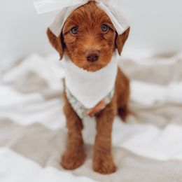 Goldendoodle Puppies from Summer Sun Doodles