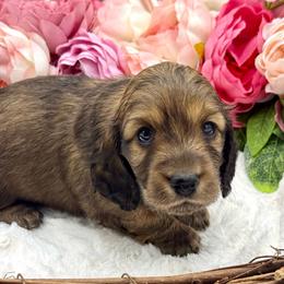 Finley - Red female Dachshund puppy in Exeter, California from Sawtooth Miniature Dachshunds